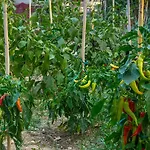 Dh Epavlis